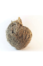 Load image into Gallery viewer, Rose of Jericho